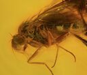 Mating Fossil Flies (Diptera) In Baltic Amber #58072-2